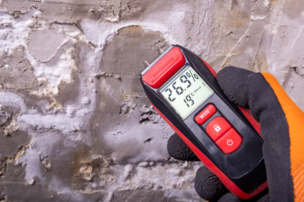 Best Insurance-Related Mold Remediation in Newport, TN