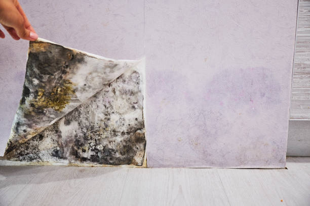Trusted Newport, TN Mold Remediation Experts